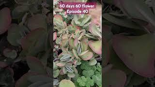 Kalanchoe thyrsiflora instagram succulenttreanding trending youtubeshorts gardenplants plants [upl. by Zaria]