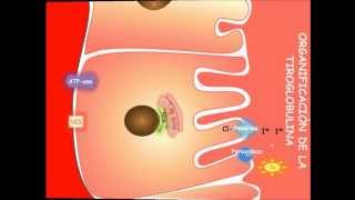 Síntesis de Hormonas tiroideaswmv [upl. by Eisnil]