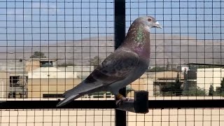 Racing Pigeons Pakistan Pigeon Auction Golden Edition [upl. by Anora625]