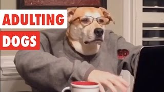 Adulting Dogs  Funny Dog Video Compilation 2017 [upl. by Wood]