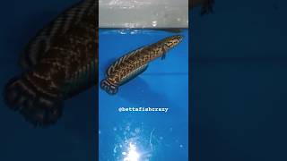 Channa Bleheri  Rainbow Snakehead snakehead exotic aquarium Bettafishcrazy [upl. by Dyche278]