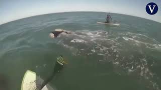 Emocionantes imágenes del encuentro de dos surfistas con ballenas en Argentina [upl. by Joaquin310]