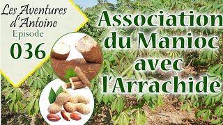 Association manioc avec arrachide [upl. by Idnac358]