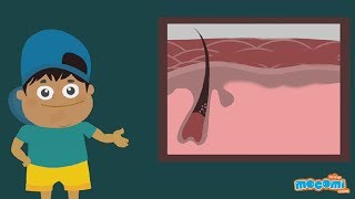 How does Human Hair grow  How the Body Works  Science for Kids  Educational Videos by Mocomi [upl. by Eyanaj]