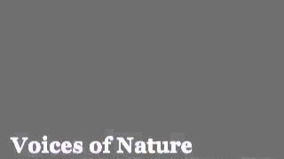 Voices of Nature  Kupono Leo Hano [upl. by Cigam261]