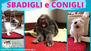 Conigli che sbadigliano Bunny Yawns compilation [upl. by Niran314]