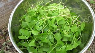 Miners Lettuce I Love These Plants [upl. by Idona]