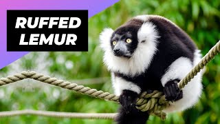 Black amp White Ruffed Lemur 🦨 One Of The Rarest Animals In The Wild shorts [upl. by Flavian]