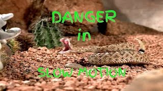 Rattle Snake strikes a beany baby in UltraSlo [upl. by Gombosi]