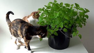 How To Grow Catnip In Water  The Kratky Method [upl. by Addiego716]