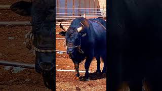 Heavy Black Bull 🐄cow redcow cattlemarket animals cowvideos2024 [upl. by Naeerb]