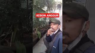 KEBON ANGGUR [upl. by Bubalo]