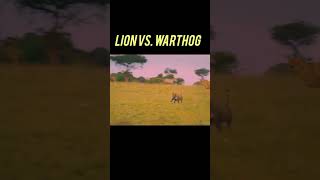 Lion vs warthog attack animals shorts trending youtubeshorts [upl. by Rabbi125]