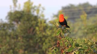 CARDEAL DO BANHADO CANTANDOAmblyramphus holosericeus [upl. by Eibot]