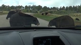 Car Surrounded By Bears  Bear Country USA [upl. by Nimajneb]