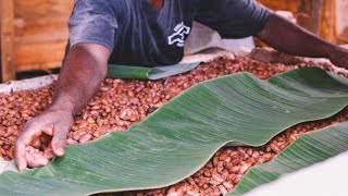 Farmer Profile  Chuck Kerchner  Zorzal Cacao Dominican Republic [upl. by Onstad]