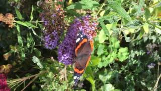 Red Admiral [upl. by Nester547]