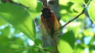 Want to learn more about periodical cicadas [upl. by Kenward578]