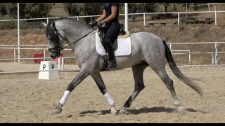 GRALO 2020  PREAndalusian stallion  approx 158 m  152 h [upl. by Almeida326]