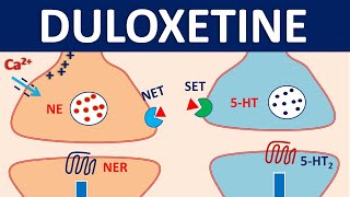 Duloxetine cymbalta  Mechanism precautions interactions amp uses [upl. by Kcirdde]