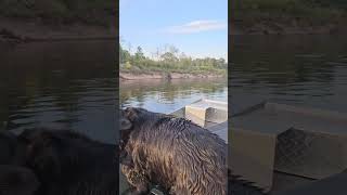 Camping on the Chippewa River Aug 24 2024 wisconsin [upl. by Ahsienahs256]