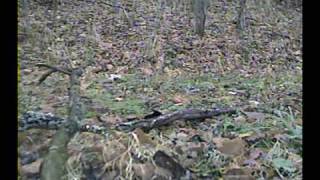 Whitetail buck chasing doe and grunting [upl. by Weil]