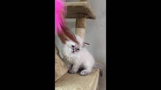 Neva Masquerade Siberian Kitten “F”  seal tabby point color [upl. by Essilem]