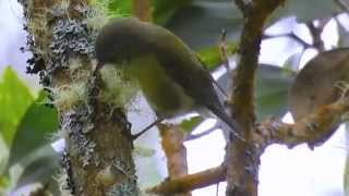 Hawaii Creeper one of the rarest honeycreeper songbirds of Hawaii Big Island [upl. by Procto31]