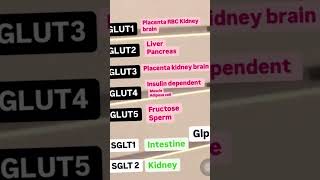 GLUT SGLT transport neetpgpreperation inicet biochemistry physiology usmle [upl. by Mathis164]