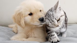 Golden Retriever Puppy And Kitten Meeting For The First Time [upl. by Dnomzed]