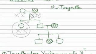 Erfelijkheid  Stamboom 23 Xchromosomaal dominant recessief [upl. by Vona]