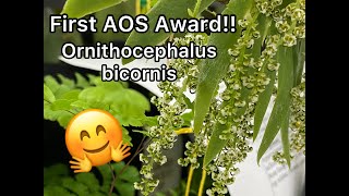 My Rare Orchid Species Ornithocephalus bicornis Awarded by AOS [upl. by Sirromed]