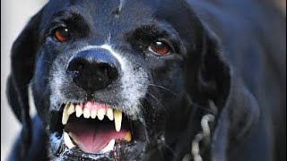 Dog Barking Sound Angry Loud  See How Your Dog React [upl. by Tanney999]