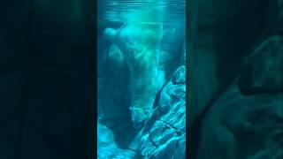 Amazing Underwater View of a Polar Bear Diving  Arctic Animal Wildlife in Action polarbears [upl. by Edialeda]