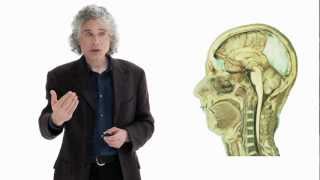 Steven Pinker Linguistics as a Window to Understanding the Brain  Big Think [upl. by Anwahs900]