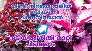 ചീര പറിച്ചാൽ തീരില്ല ഇങ്ങനെ നട്ടാൽ  Cheera Krishi Malayalam [upl. by Nek]