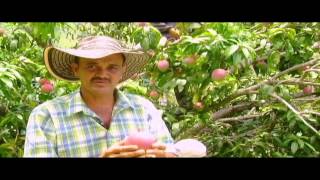 Cultivo de Mango Parte 2  Tv agro By Juan Gonzalo Angel [upl. by Furiya]