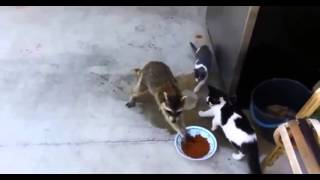 mapache le roba comida a gatos [upl. by Issiah]