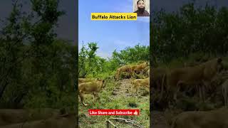 Wild buffalos attack lion youtubeshorts youtube ytshorts [upl. by Mcnelly]