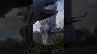 Goshawk catches prey in the air accipiter goshawk birds birdsofprey hunting vizsla [upl. by Locklin642]