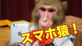 【実験！】おサルさんはどこまでスマホを使いこなせるのか！？（86） [upl. by Retrak]