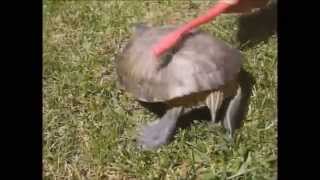 28 Snapping Turtles Hatch [upl. by Lyndes]