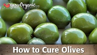 How to Cure and Preserve Your Own Olives [upl. by Shore468]