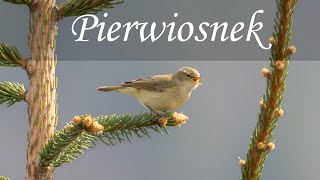 Rozśpiewany Pierwiosnek  Phylloscopus collybita [upl. by Leirraj]