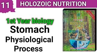 Physiological Process in Stomach  Holozoic Nutrition  class 11 bio [upl. by Hardin]