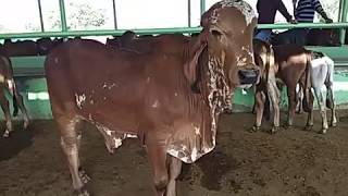 Best Gir cow Farm in Rajasthan Shivam dairy farm bichun Gir Farm rajasthan [upl. by Keri316]