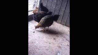 My Brown Leghorn Chickens [upl. by Merrielle]