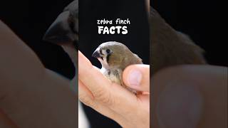 Fun Facts About Finches in 40 seconds [upl. by Hornstein]