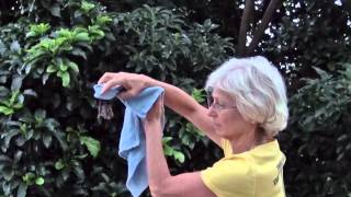 Release of Hawaiian hoary bat [upl. by Morehouse]