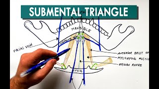 Submental Triangle  Boundaries amp Contents  Anatomy Tutorial [upl. by Etem]